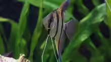 Pterophyllum scalare (w)