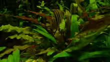 Pterophyllum scalare