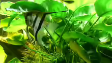 Pterophyllum scalare