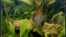 Pterophyllum Skalare