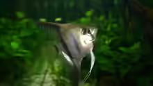 Pterophyllum