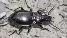 Pterostichus burmeisteri