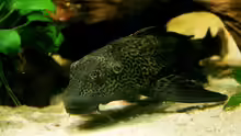Pterygoplichthys pardalis (großer schilderwels)