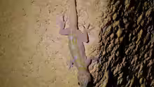Ptyodactylus ragazzi