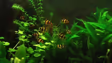 Puntigrus tetrazona