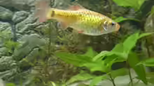 Barbus fasciolatus