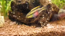 Purpurprachtbarsch (Pelvicachromis pulcher)