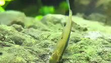 Putzerfisch