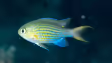 Pycnochromis lineatus