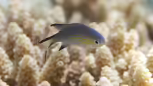 Pycnochromis nigrura