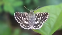 Pyrgus malvae
