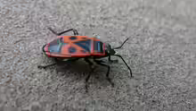 Pyrrhocoris apterus