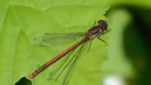 Pyrrhosoma nymphula