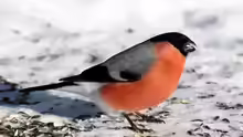 Pyrrhula pyrrhula