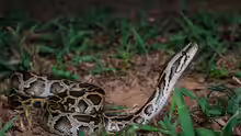 Python molurus bivittatus