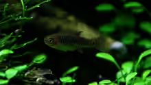 Querstreifenrasbora