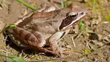 Rana dalmatina