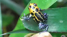 Ranitomeya imitator