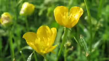 Ranunculus bulbosus