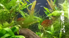 Rasbora Axelrodi