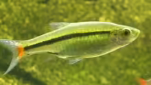 rasbora borapetensis