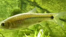 rasbora eindthoveni