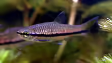 Rasbora einthovenii