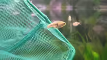 Rasbora