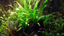 Rasbora espei