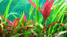 Rasbora espei