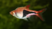 Rasbora heteromorpha