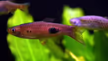 Rasbora kalochroma