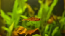 Rasbora maculata