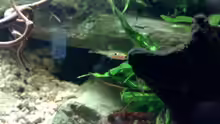 Rasbora Micro