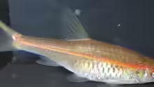 Rasbora pauciperforata