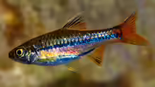 Rasbora sarawakensis
