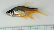 Rasbora vaterifloris