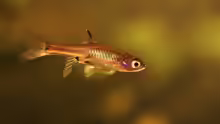 Rasbora