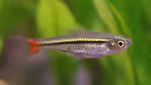 Rasborinae