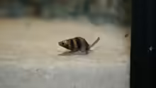 Raubschnecke Helena eine von vielen