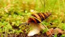 Raubschnecke