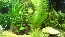 Rechte Seite mit Cabomba,Speerblatt etc. (inzwischen haben die Cabomba und die red