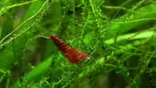 Red-Fire Garnele