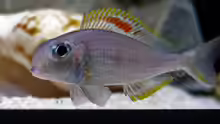 Xenotilapia nigrolabiata