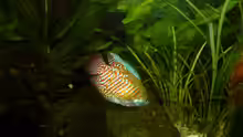 Regenbogenfisch