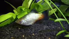 Regenbogenplaty