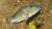 Retroculus lapidifer