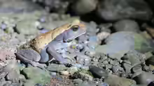 Rhaebo blombergi