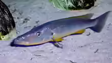 Rhamphochromis