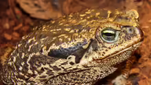 Rhinella schneideri